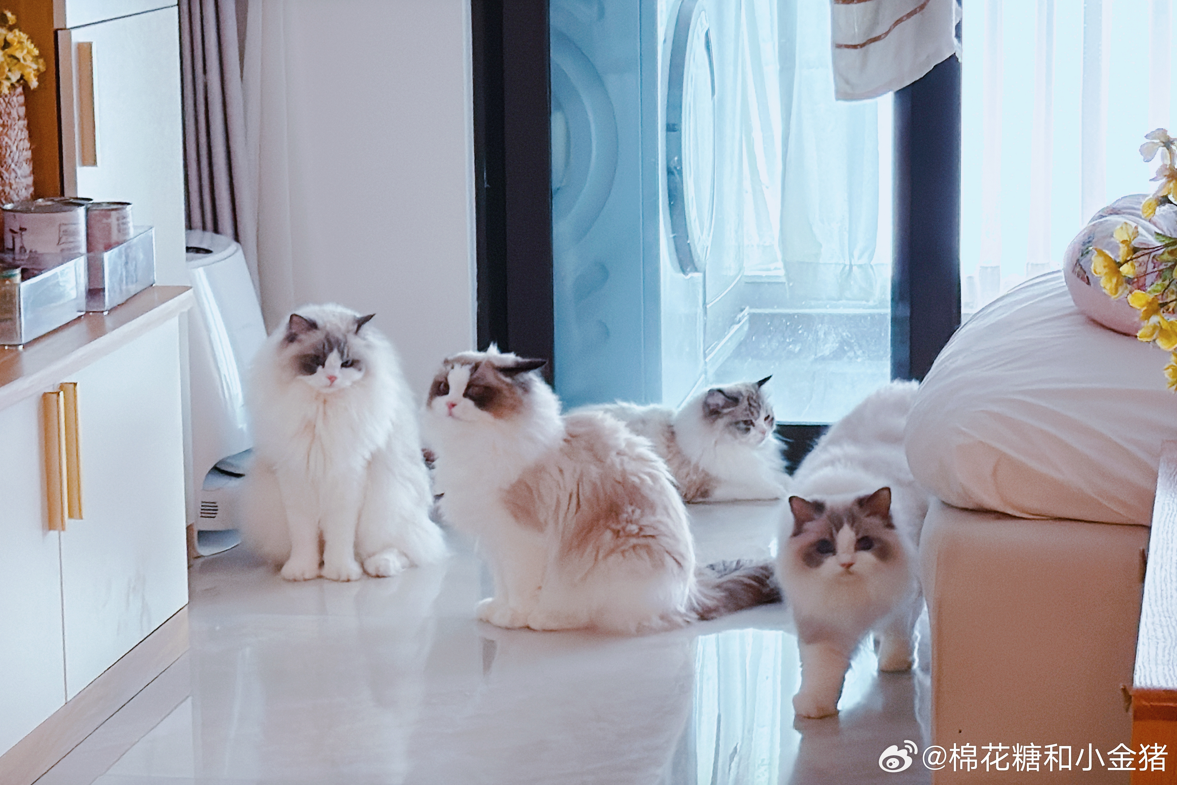 yy：从别的猫的全世界路过。 