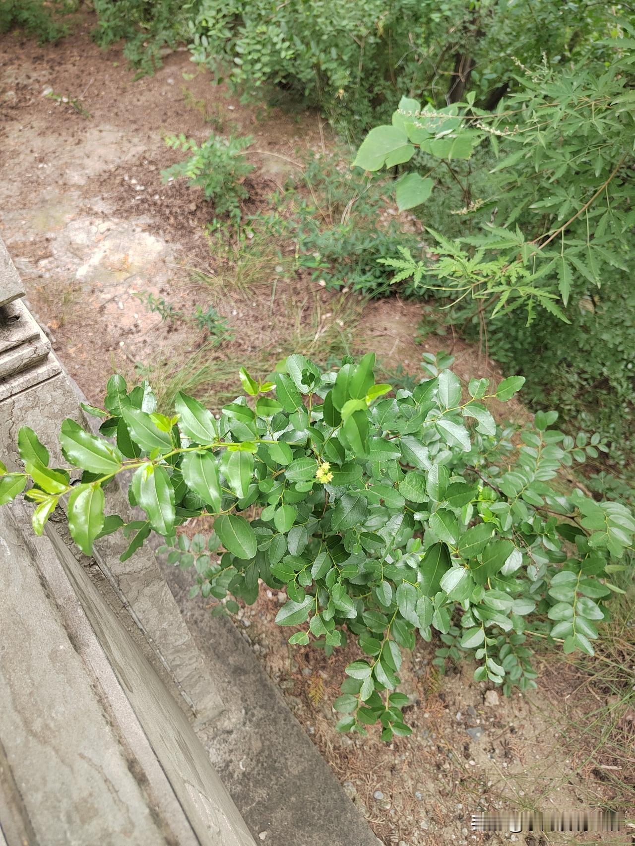 我要是说了算的话，我就想退休金一个月拿到8800。
这个数字又吉利又好听。
关键