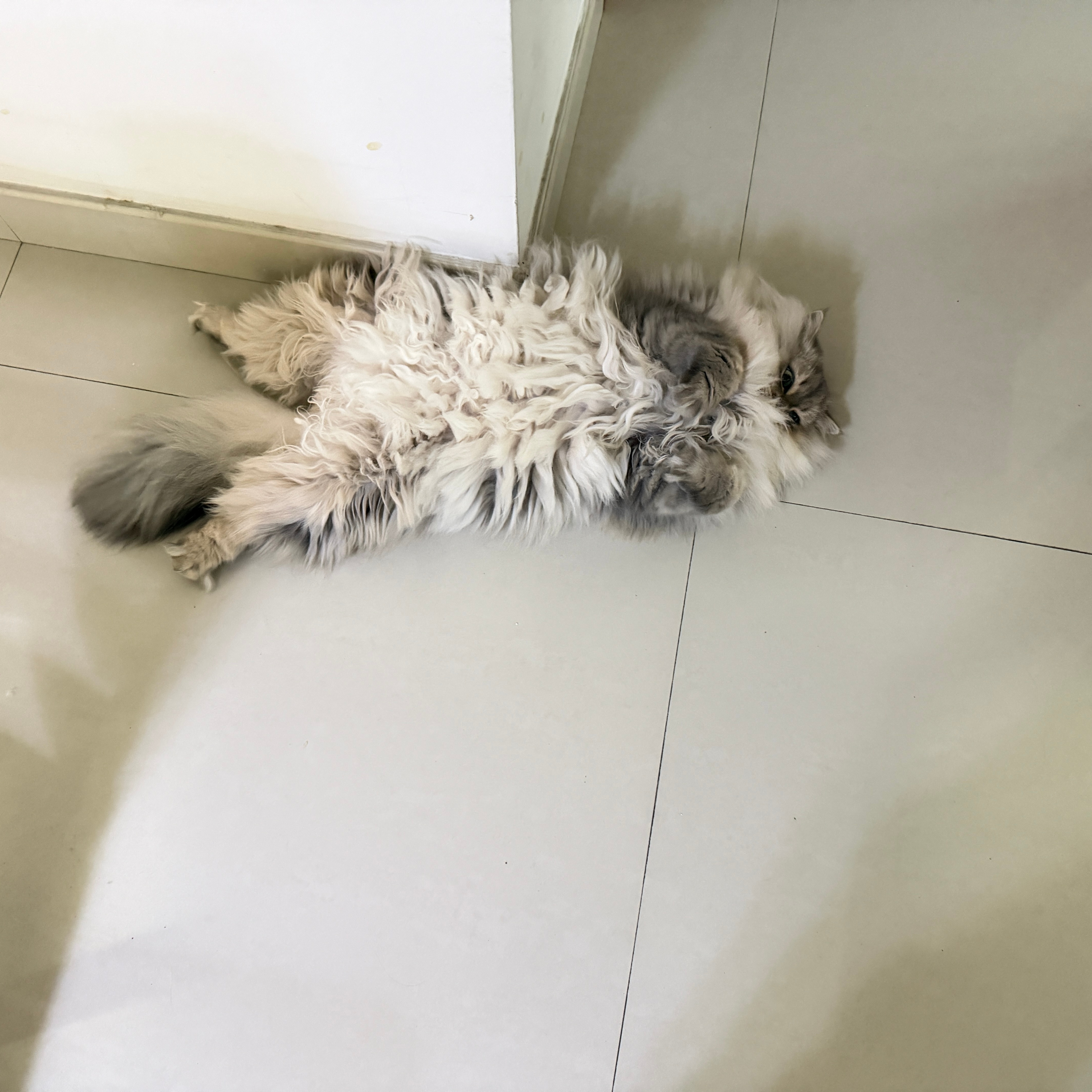 小猫以为自己没有丑照直到打开相册那可多了 