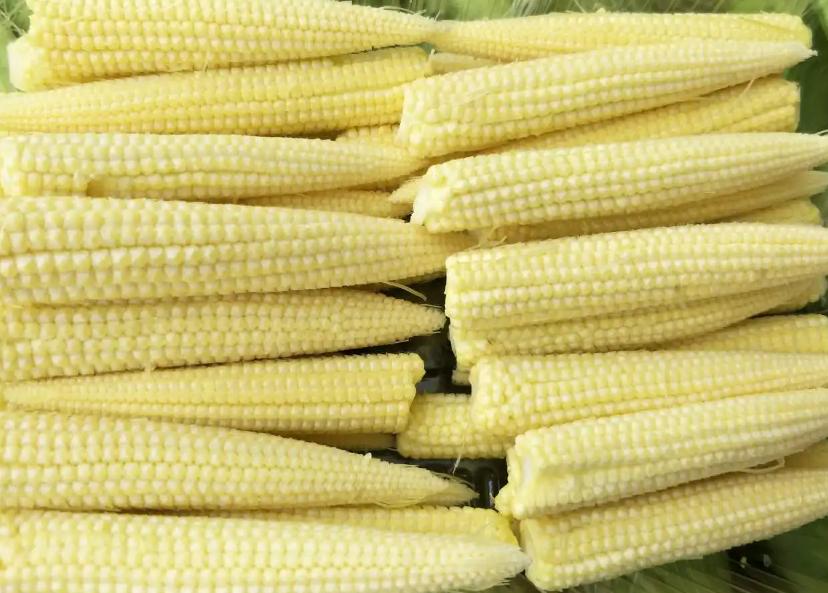 50岁女子查出血糖高，用玉米代替主食，坚持半年后，身体状况如何

“我真的不能再