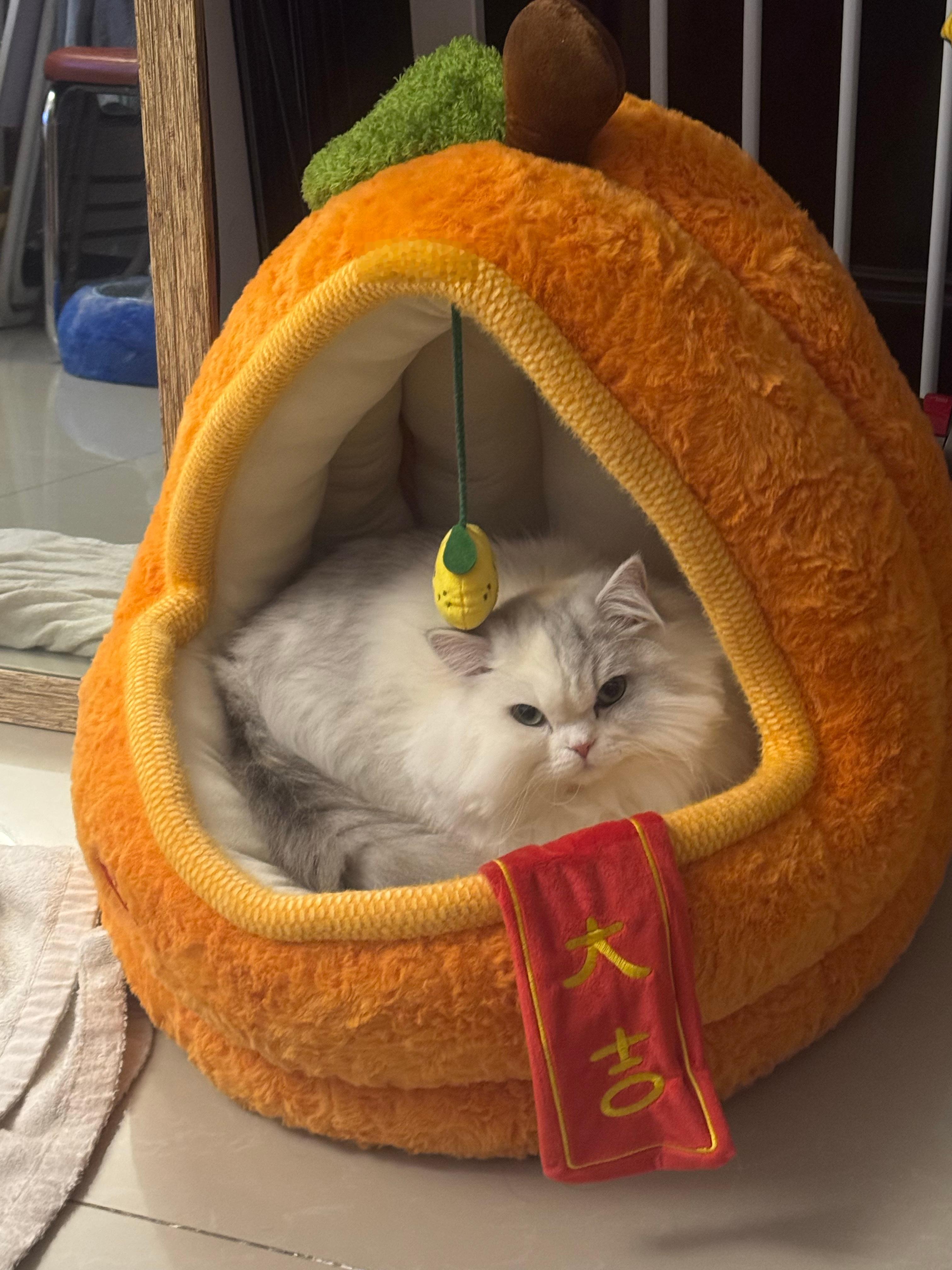 新的一年，好好生活，认真记录 