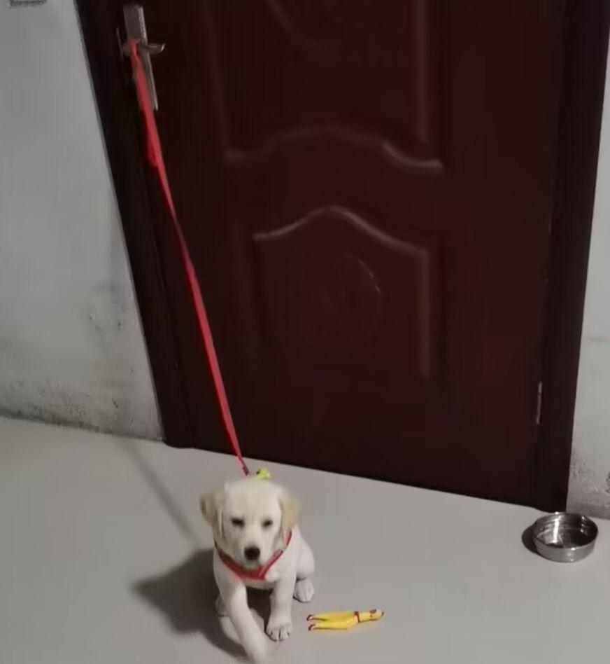 拆家队长 家有恶犬请勿靠近