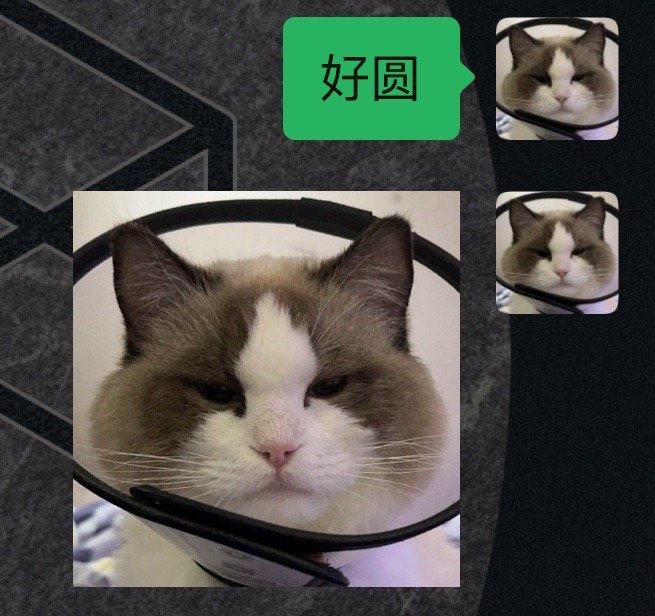 嘟嘟太可爱了 怎么跟短毛猫一样圆圆的 我看别人家的布偶都像鳌拜像大粽子 嘟嘟像汤