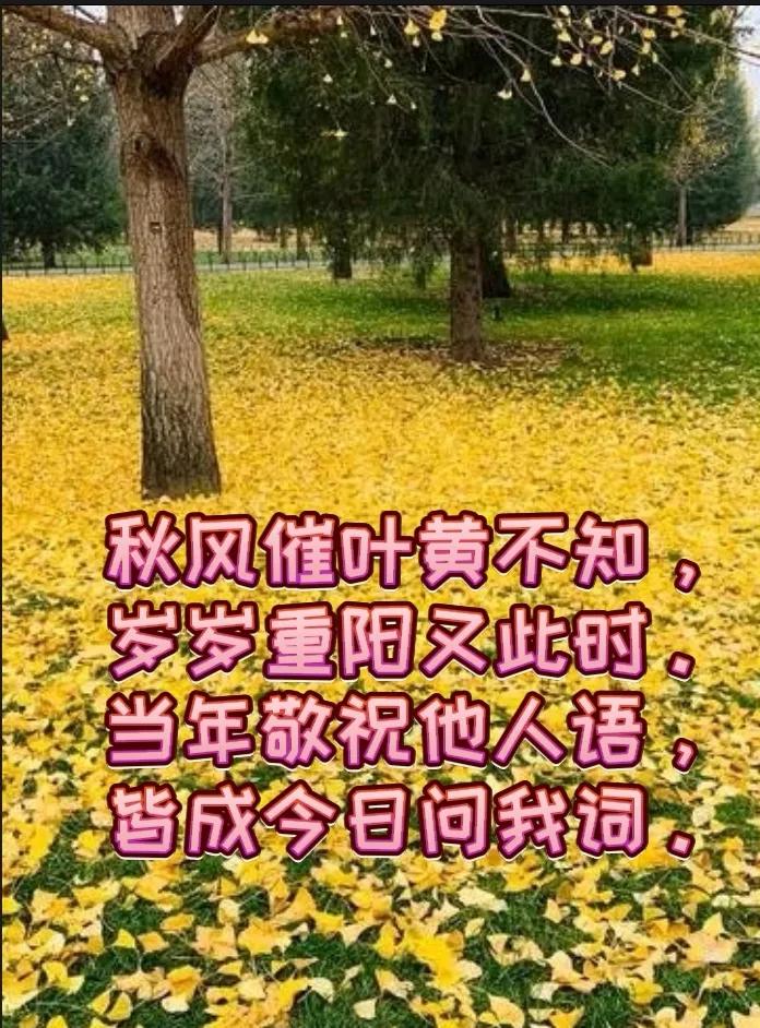 原创《重阳》一首：
秋风催叶黄不知，岁岁重阳又此时。
当年敬祝他人语，皆成今日问