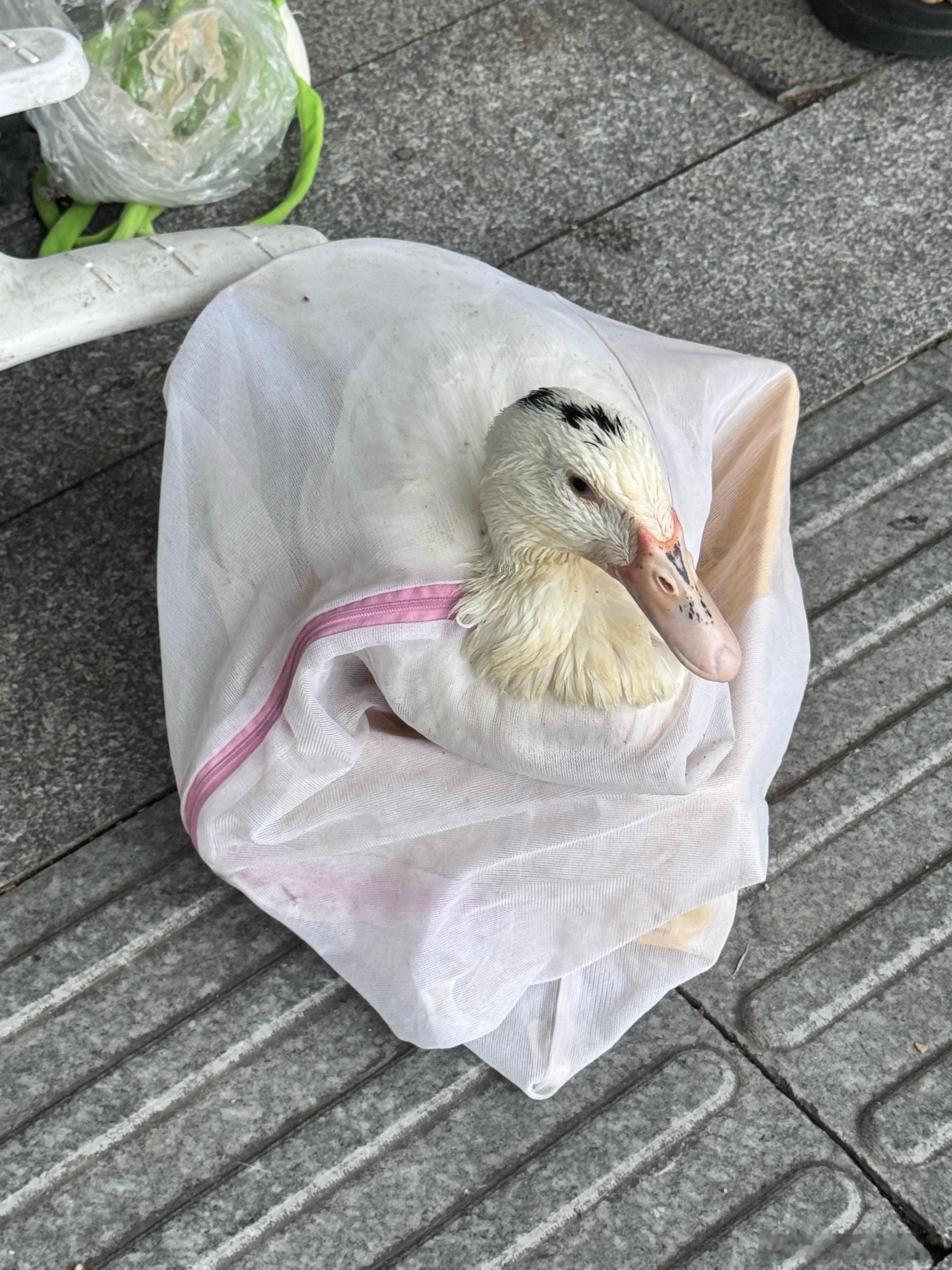 大雨过后，路上一只被洗衣袋包着的鸭子，它到底是被心疼的宠物还是待宰的“羔羊”？阳