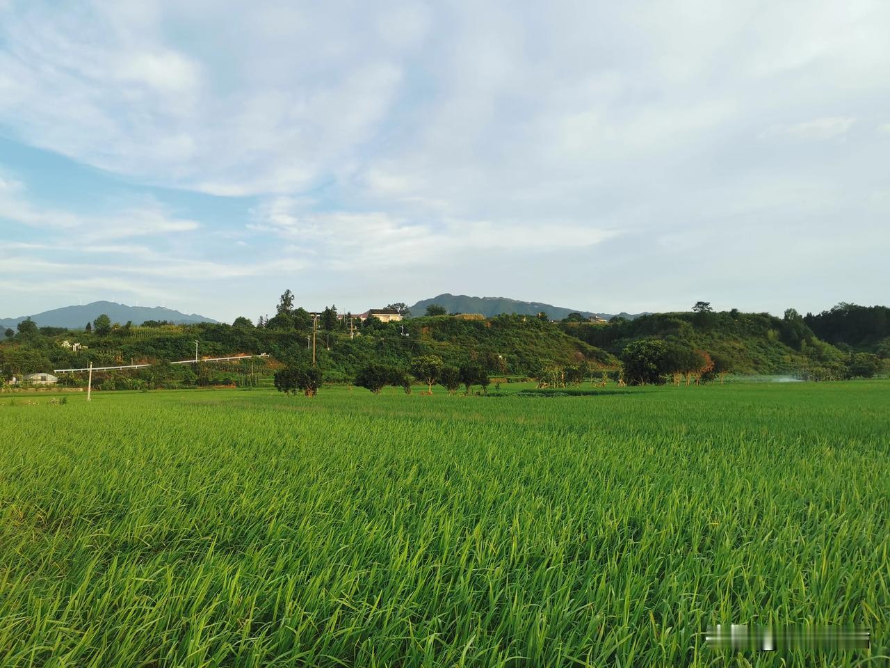 #上联：微风吹麦浪，
下联#   阳光照稻田
