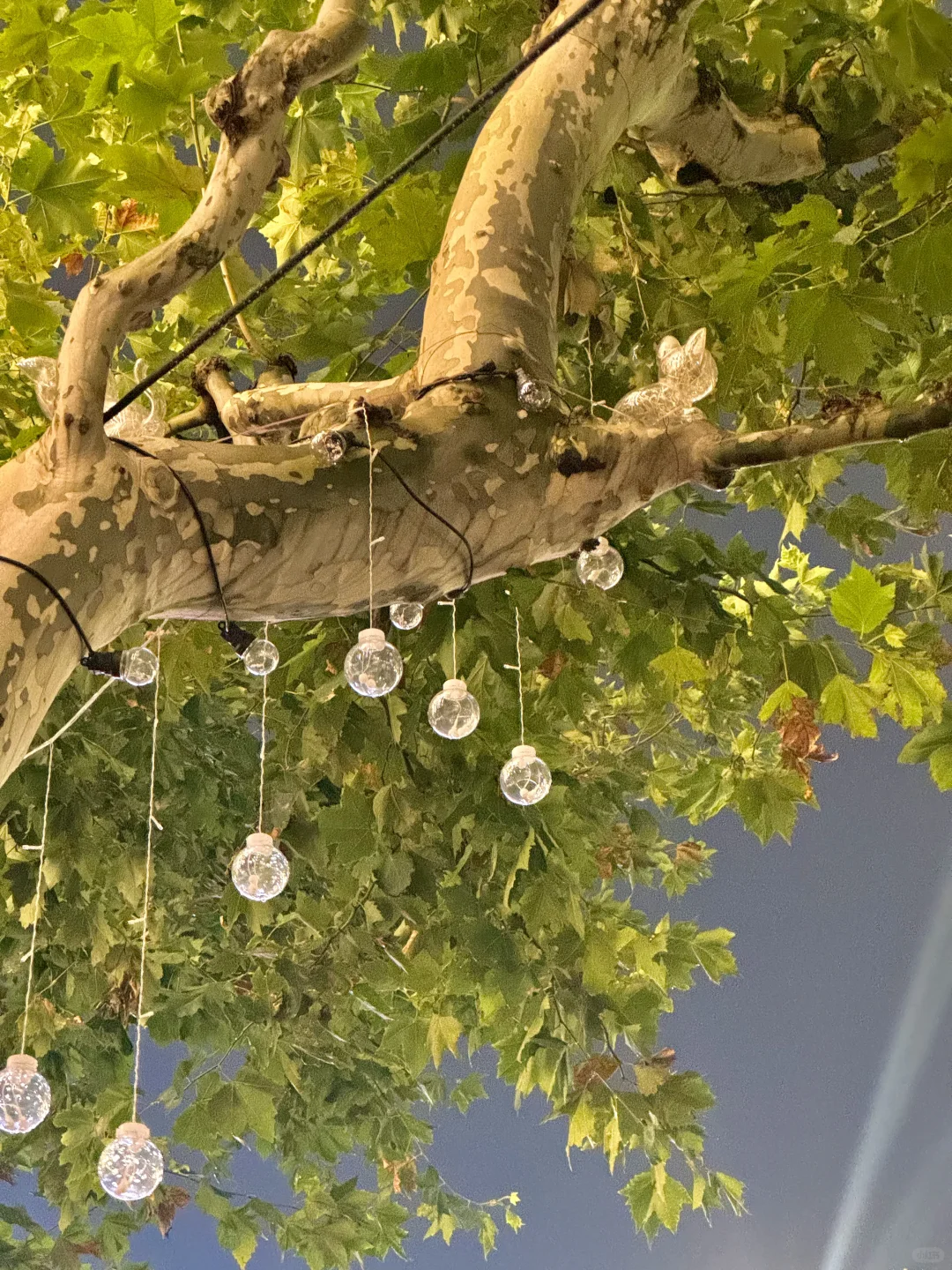 上海树上挂的猫猫灯🐱好可爱啊
