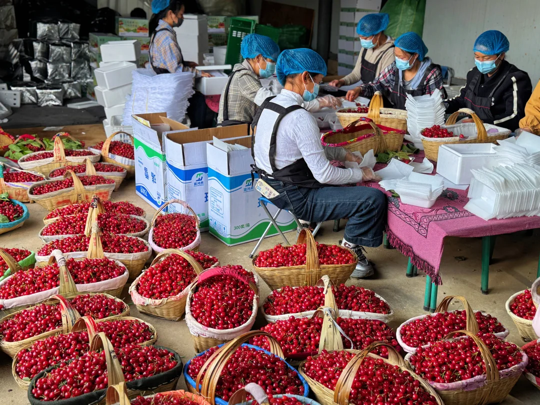 大家不要急，🍒我们已经在陆续发货了。