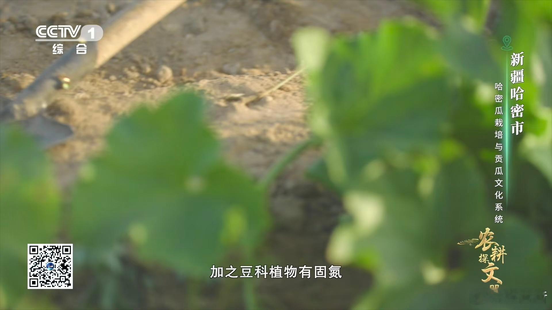 完美诠释苦尽甘来！苦豆子发酵虽带苦味，却凭百年农耕经验，种出超甜果实～ 