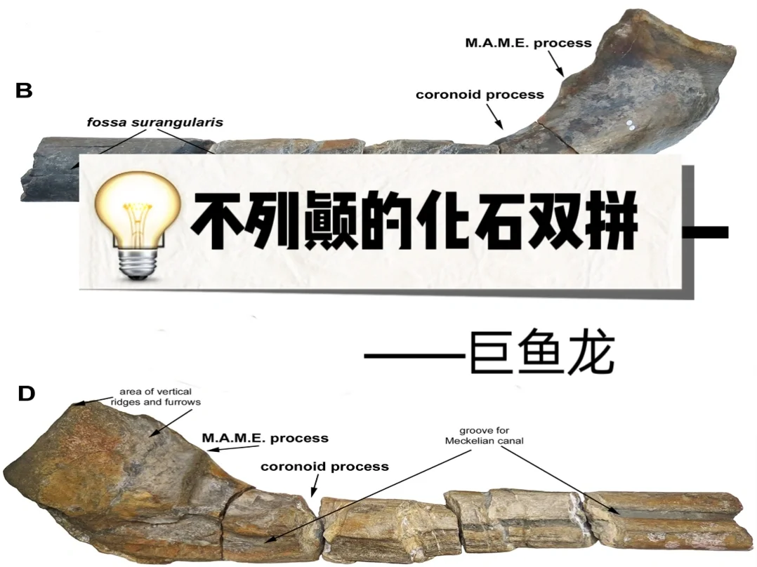 不列颠的化石双拼