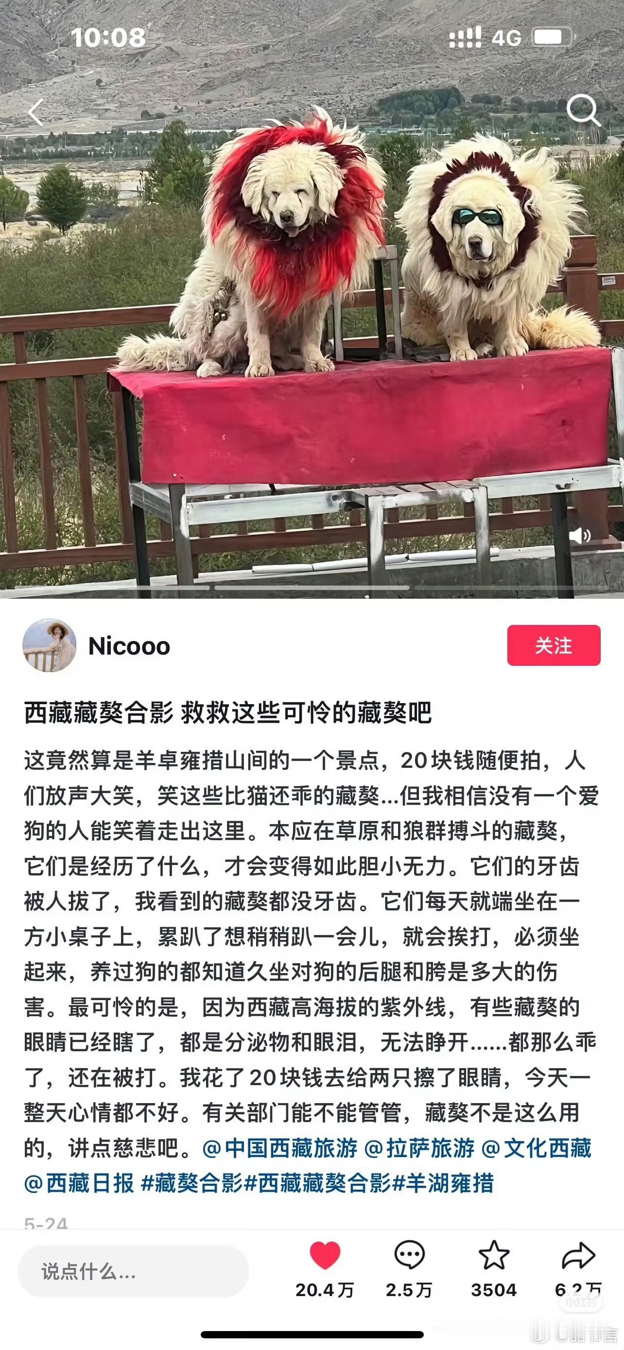 扮演藏獒拉布拉多疑被拔牙藏獒被证实遭受拔牙、失明等虐待，而拉布拉多犬则被伪装成藏