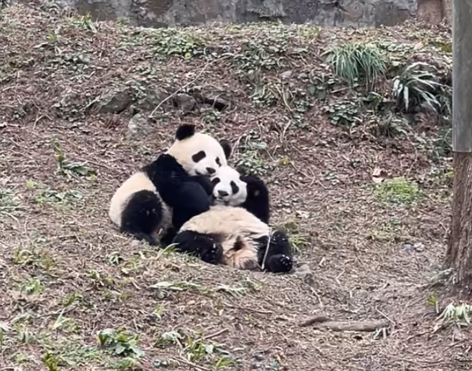 小贤贤崽: 窝要和蕊蕊姐姐天下第一好！🐼🐼 