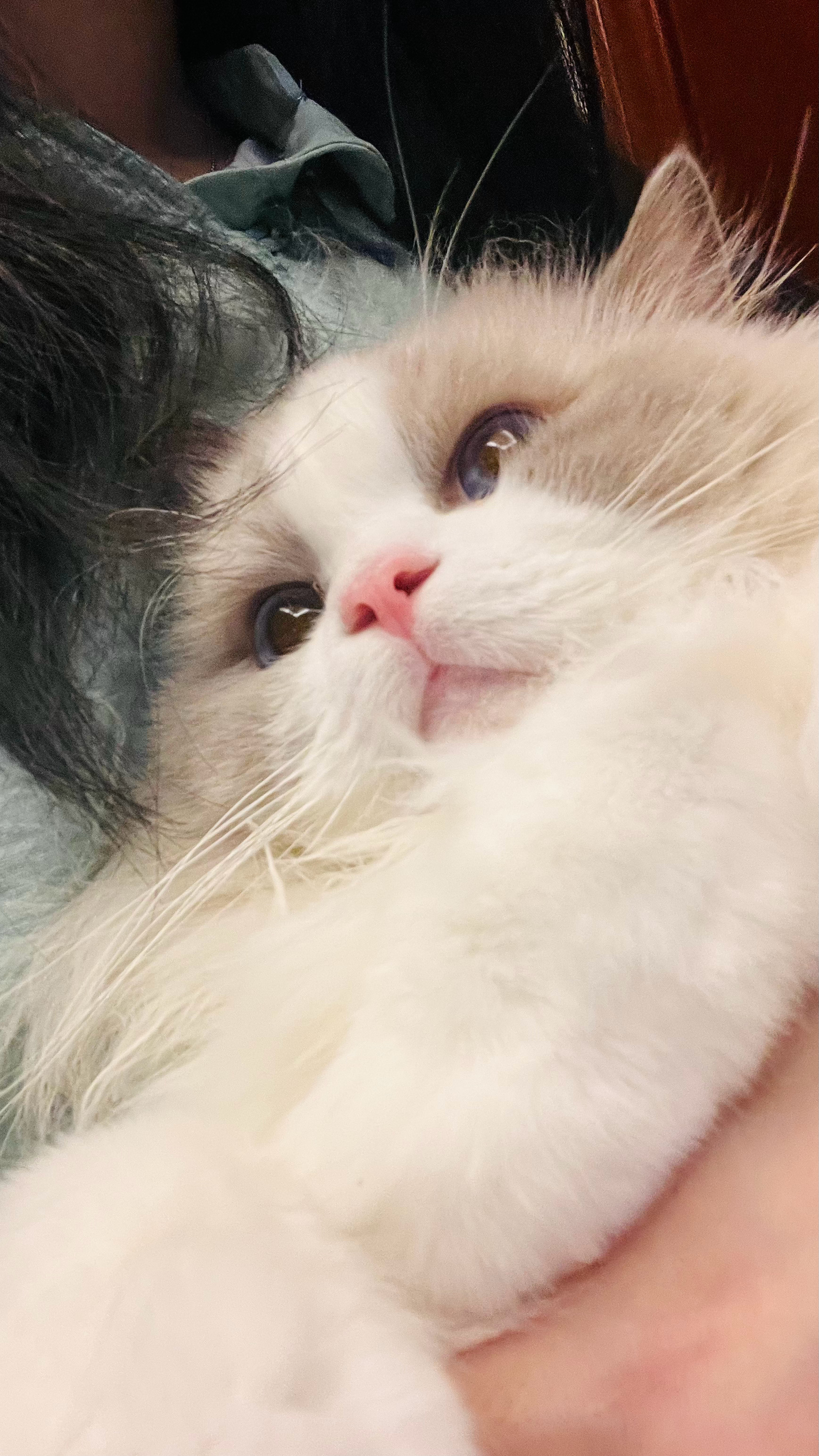 是妈妈的心肝小奶猫 