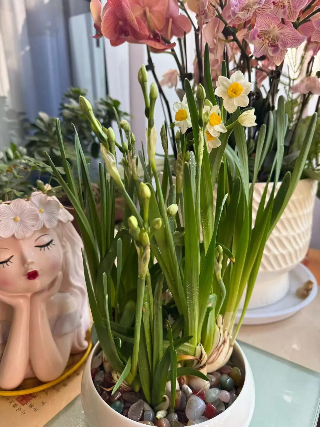 上次离苏回宁栽培的水仙花，这次回苏看到了花的魅力，适时开花颇为欣喜[微笑][强]