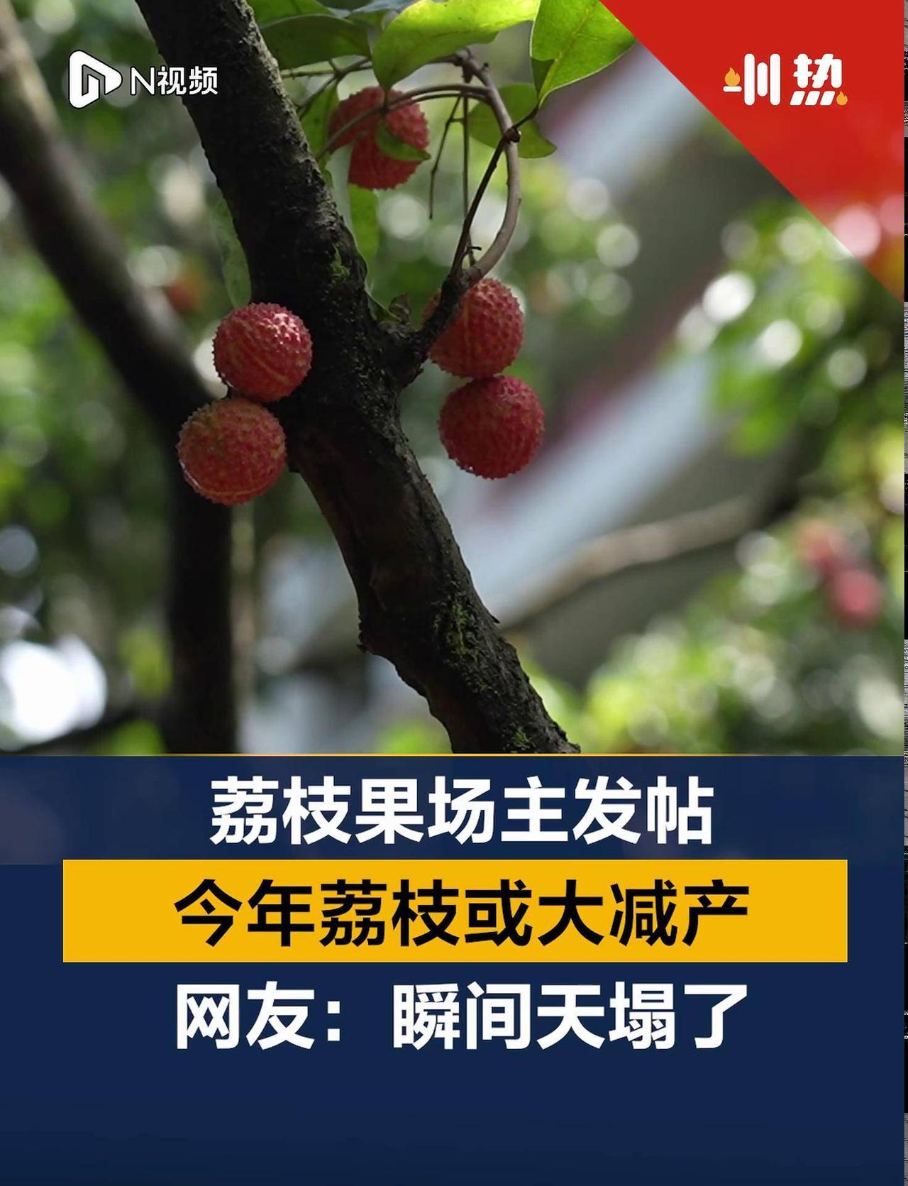 爱吃荔枝的人今年天塌了！零售价破百，荔枝自由彻底梦碎

对于荔枝控来说，今年的夏