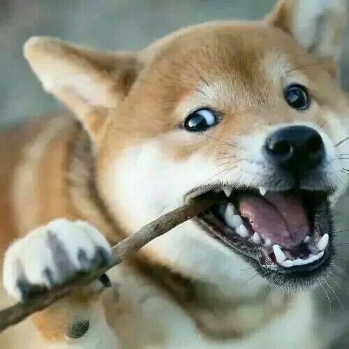 艾特一个最像它的朋友！[doge]