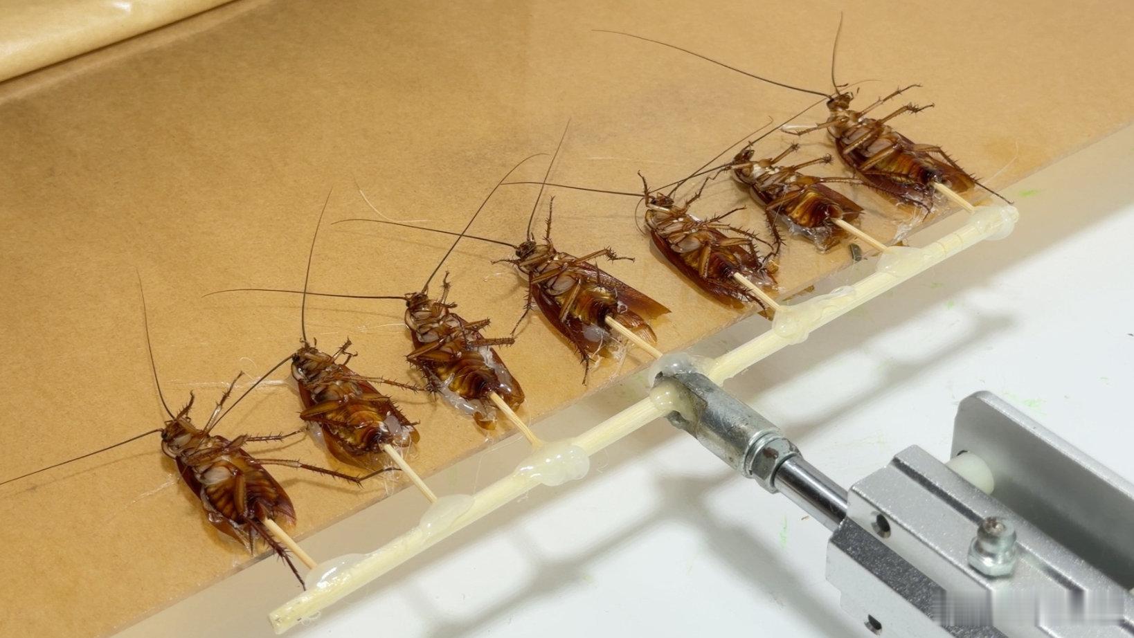 蟑螂也是享受上了 蟑螂也是享受上了