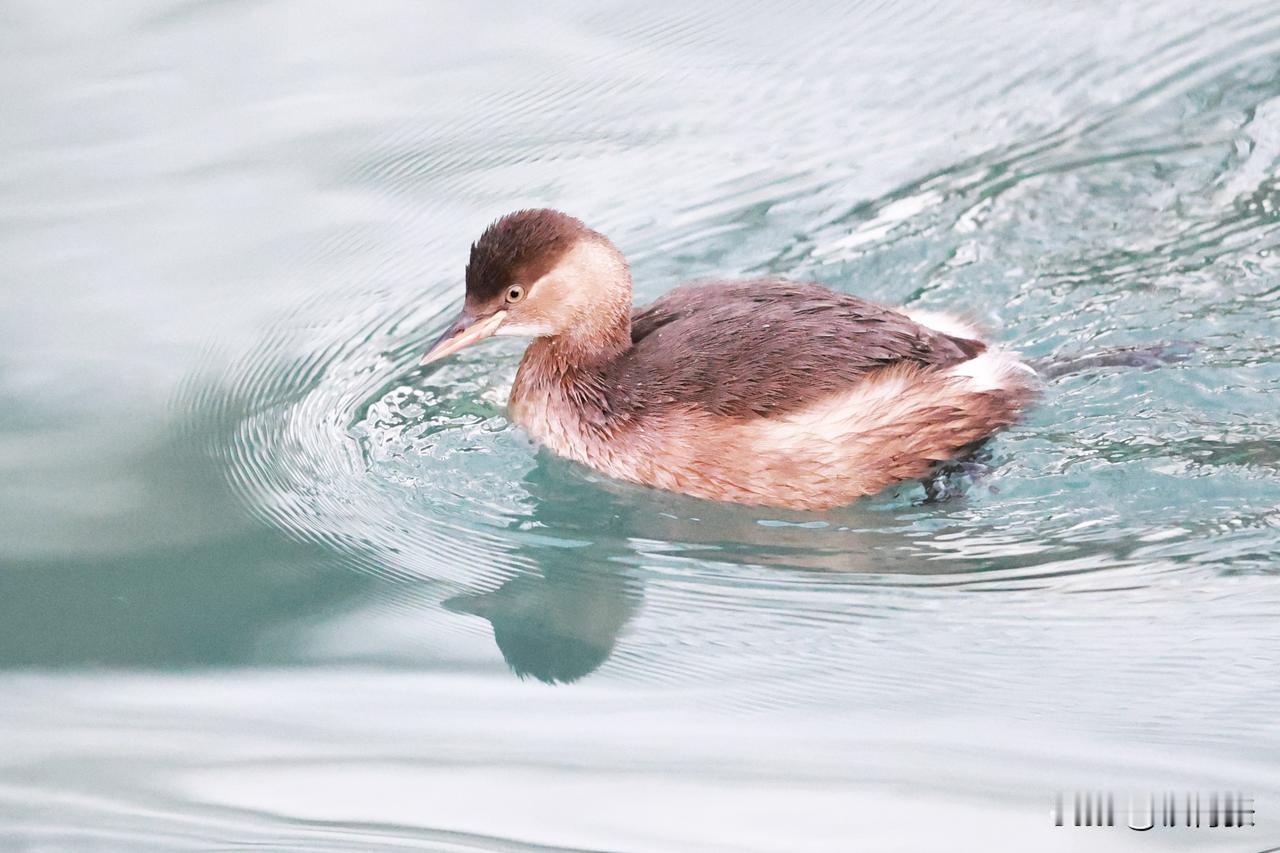 北京的小鸊鷉随处可见