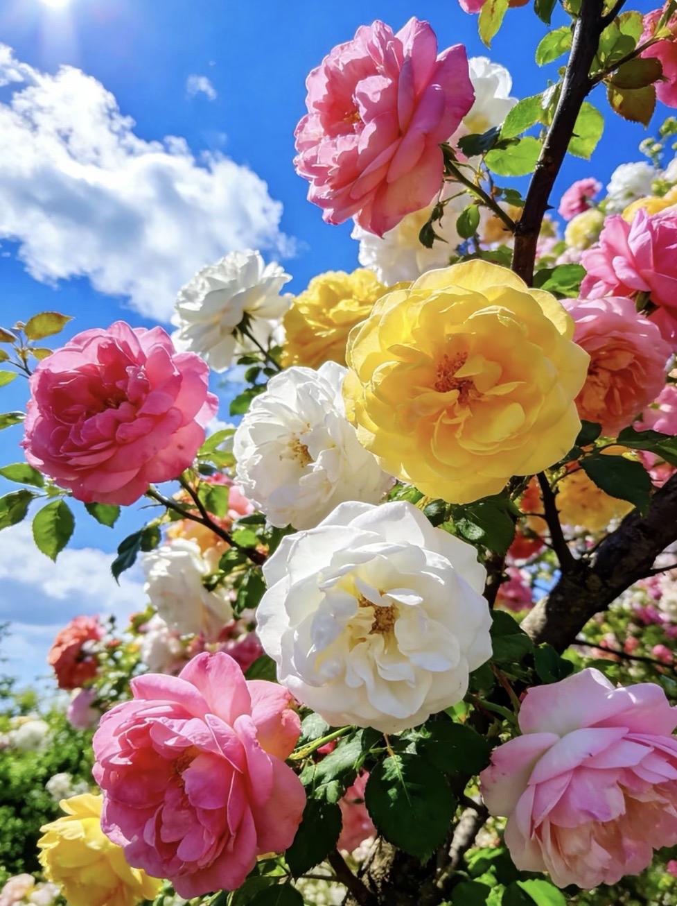 上联：春来花满树
下联：秋去叶飘零