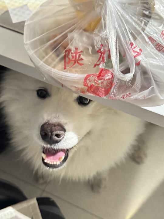 当我点了外卖，我的小狗……