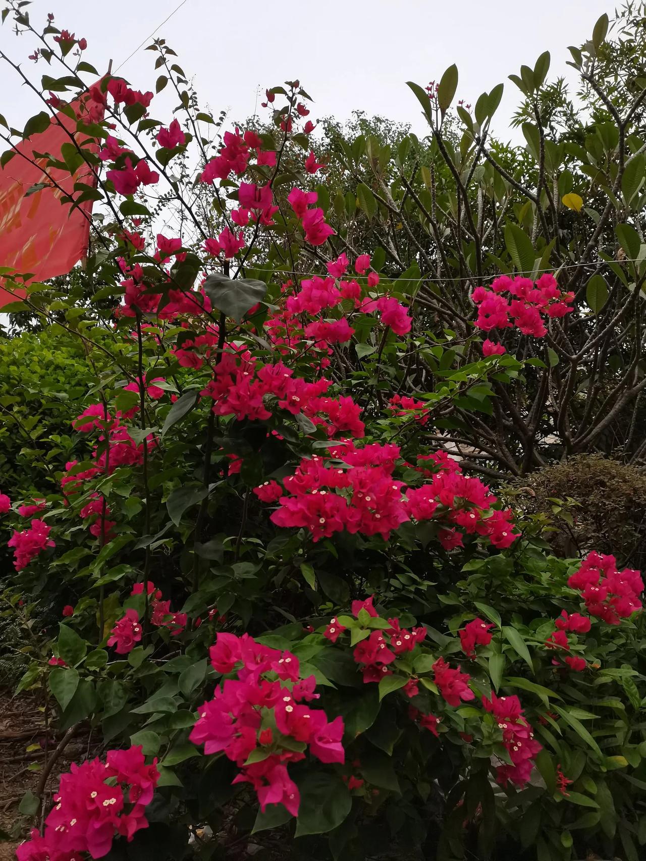 广东的一年四季都有鲜花盛开，这也是我喜欢这个地方的原因。
其次就是在这里很省衣服