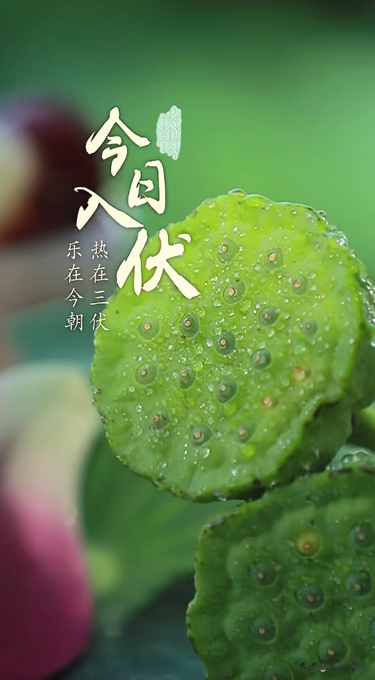 ╭───♫ ♬ ♪───────╮
❥   
 🌱 7月15日，
正式进入三伏