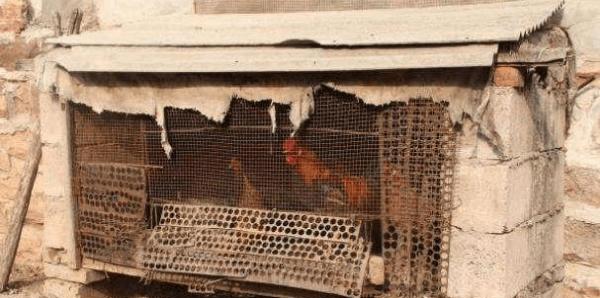 30年前，在河南新野县，一名男子下乡调研途中，被一户村民鸡笼旁一块硕大厚重的砖石