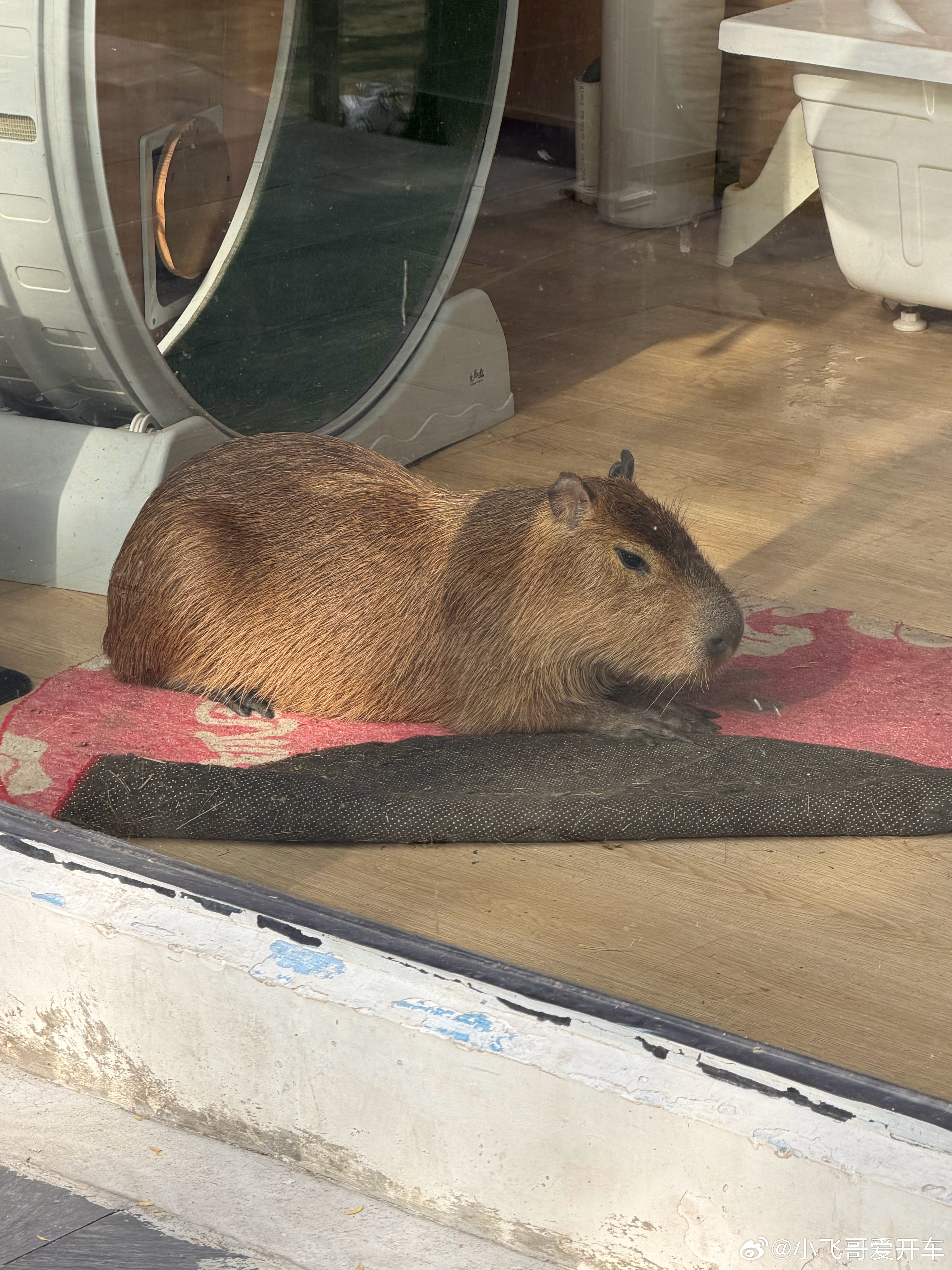 万万没想到，上海还有门票只要1元的动物园。这钱花的相当值