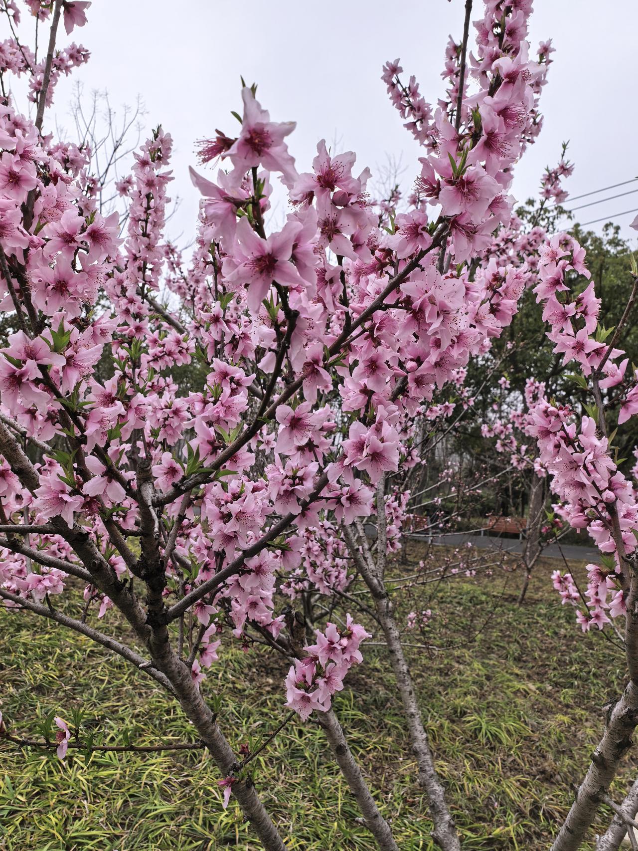 《桃花开》
风还带着微凉
你就抢先把春天
开成一片温柔的火焰
不必绿叶铺垫
不必
