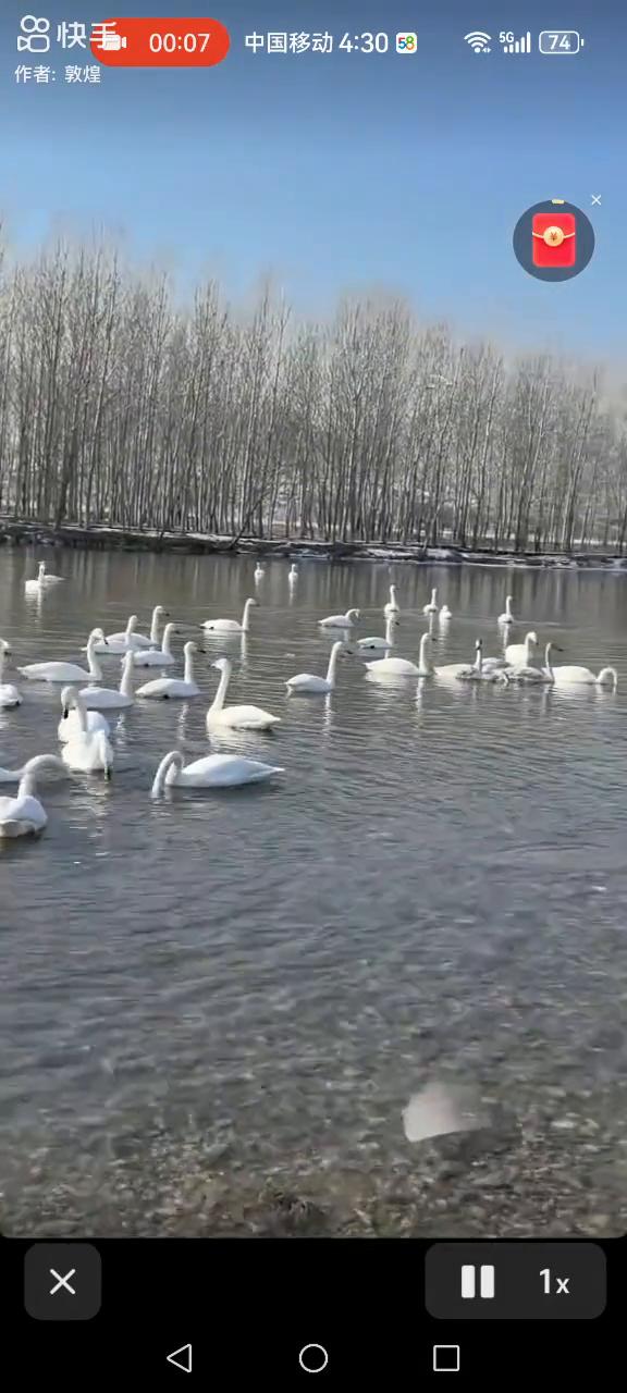 佛寺来天鹅。
快手，拥抱每一种生活。