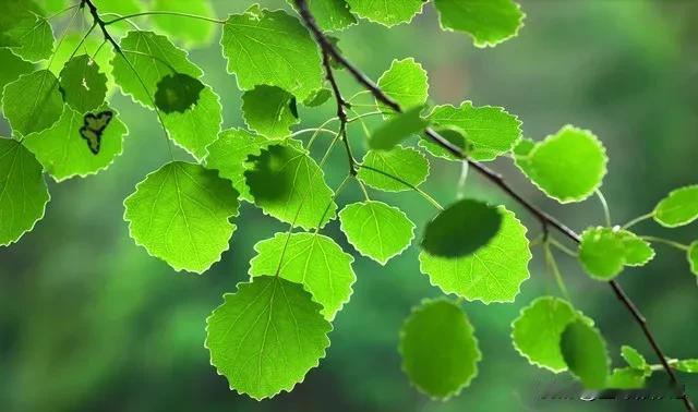 《西江月·怀春》
紫燕叼泥筑巢，青杨垂丝风返。
东君着手绣春山，十里桃云刚绽。