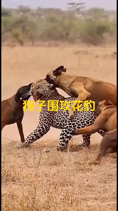 狗子围攻花豹。