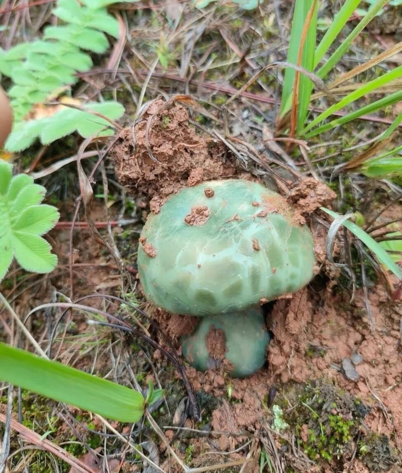 求助下云南的朋友们，
请问下这个蘑菇是叫见手青吗？
下午发了个朋友圈准备问下，