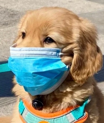 小狗眼宝宝你是一只小狗勾 ​​​