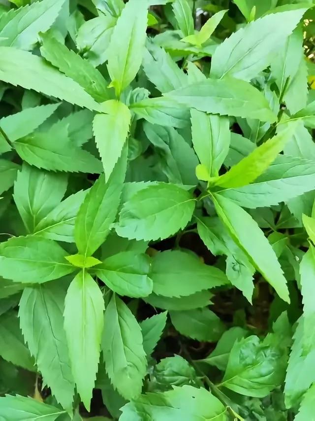 端午节豫东特色美食伤力草煮包蛋，每逢端午节前天傍晚家人总会去地头掐7个伤力草尖，