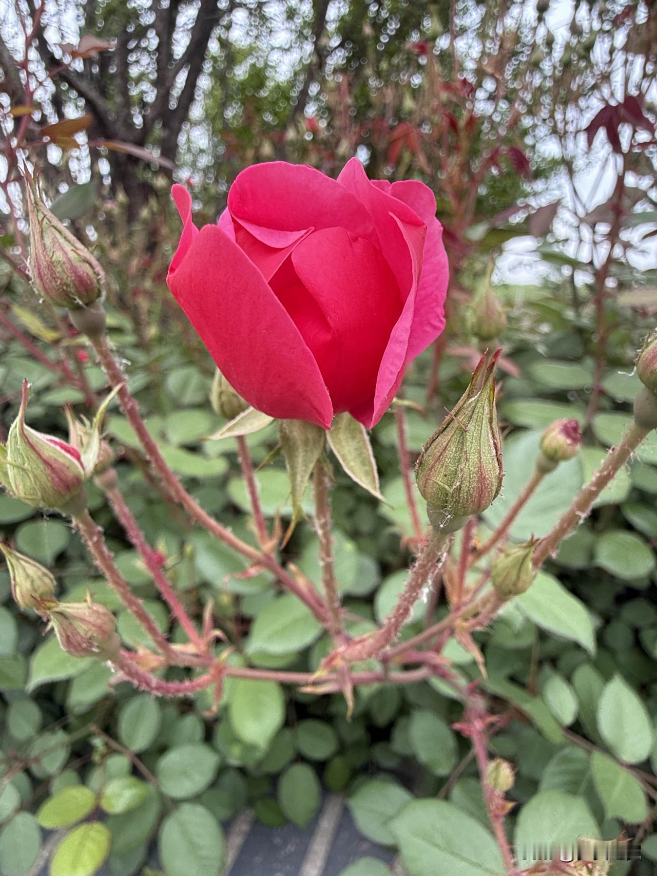 【小对联】
上：崇拜者；
下：……？