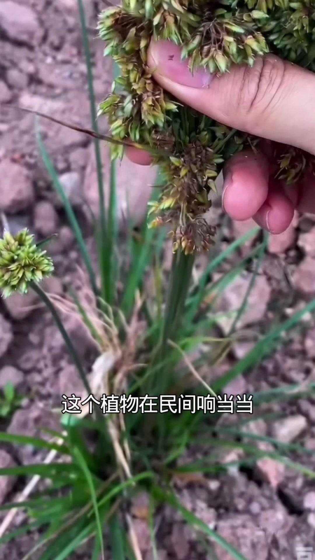 这个植物在民间名气很大，用处超多，是有过奇迹故事的中药材，帮过很多人。老一辈的人