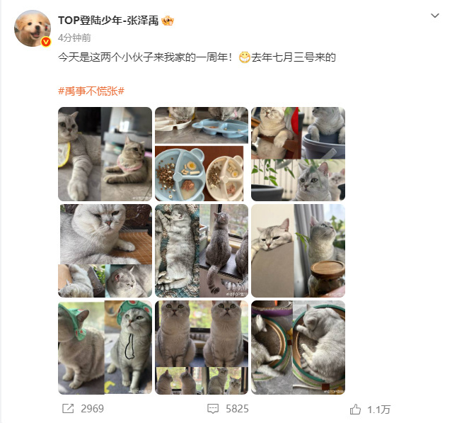 张泽禹庆祝猫咪到家一周年  张泽禹庆祝猫咪到家一周年  记得猫咪到家的日期、用相