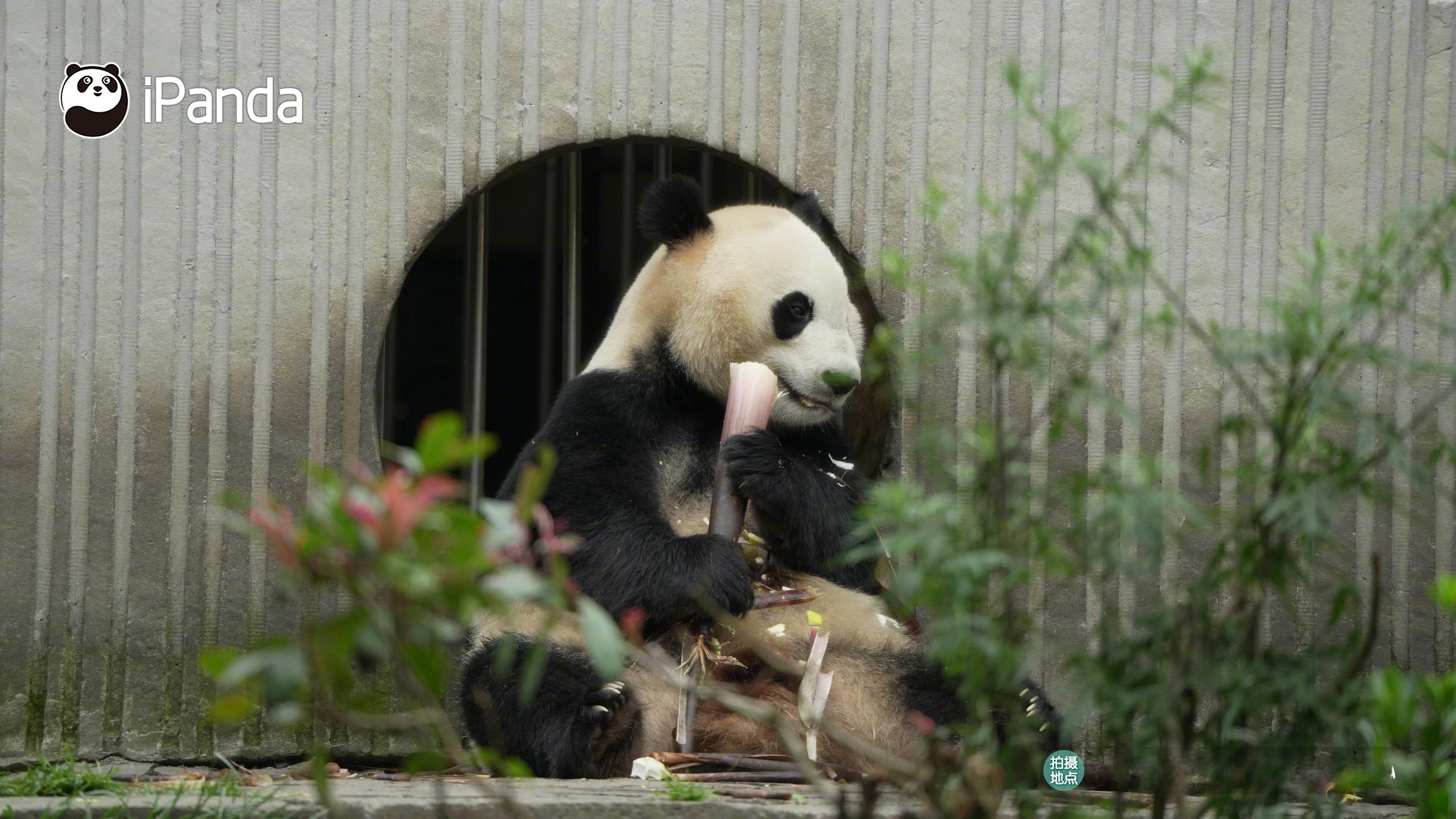 ⸝⸝· ᴥ ·⸝⸝天大地大，吃饭最大！[馋嘴] #iPanda爱胖达# ​​​
