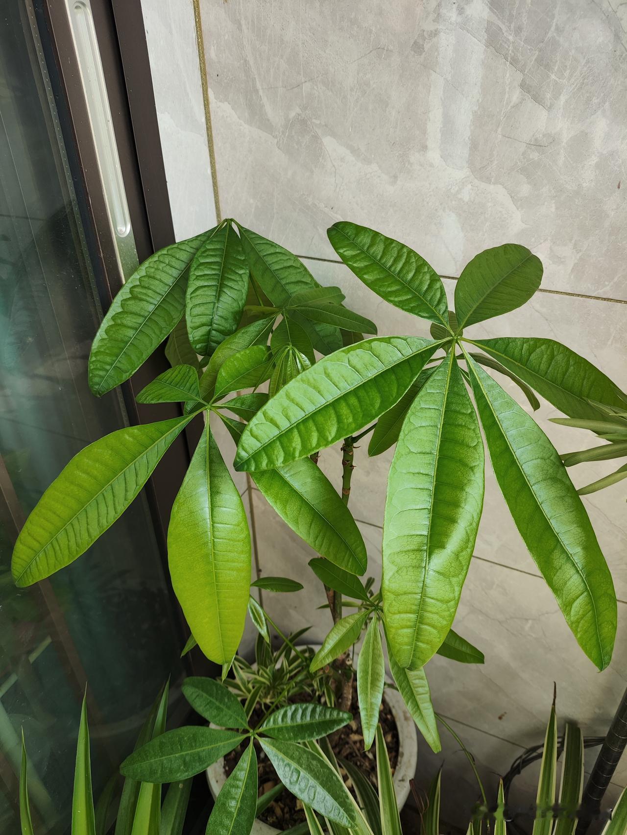 天若助汝必先磨你
磨你诸事看淡
磨你心无杂念
磨你见假生厌
磨你对虚生嫌
磨你对
