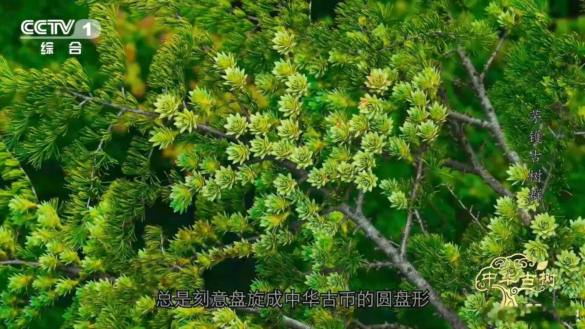 浙江宁波茅镬村的“万木之冠”！千年金钱松是地球剧变幸存者，针叶盘成古币，秋日枝头