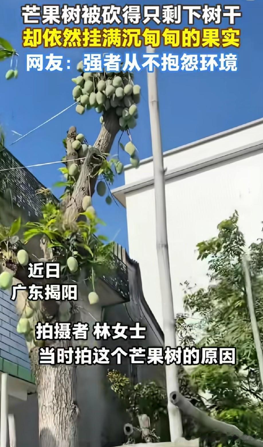 芒果树：快要死了！赶紧留后！[呲牙]