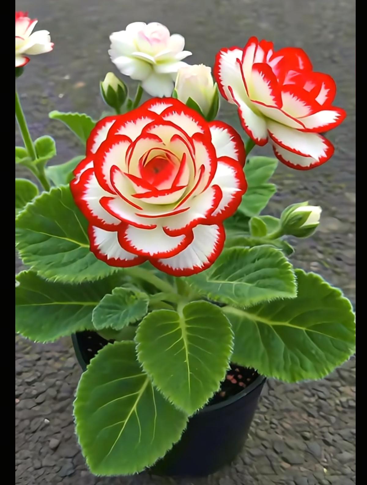 河南方言叫番茄