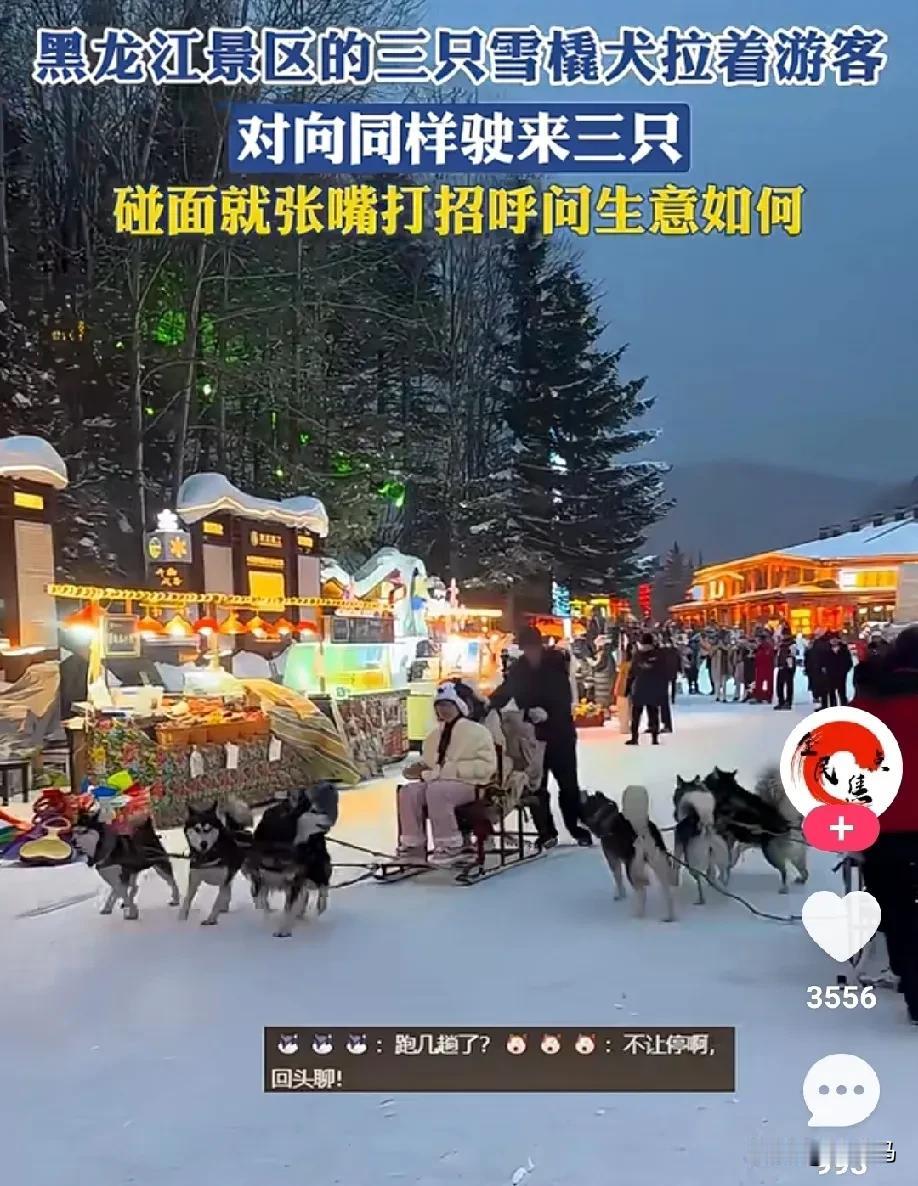 哈哈哈，黑龙江景区的工作犬也太会玩儿了吧！

黑龙江景区（貌似雪乡），有三只雪橇