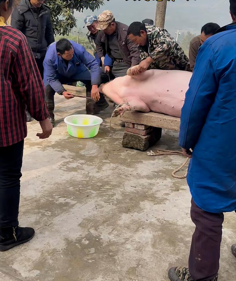 都说年猪是待宰的冤大头，四川绵阳这头年猪偏要打破常规，上演了一出“绝地反杀”的大