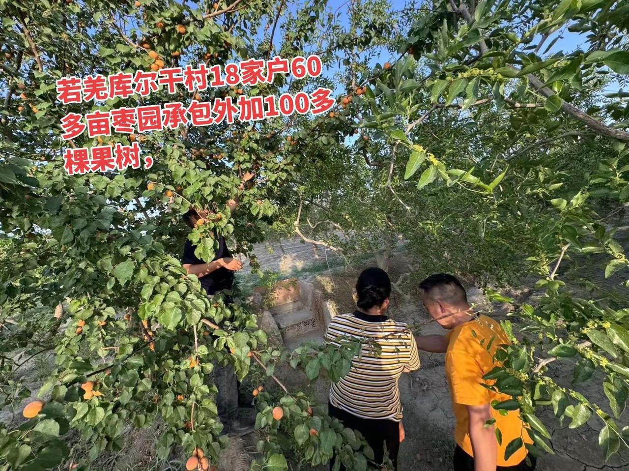 若羌县库尔干村18家户60多亩枣园承包。若羌县库尔干村18家户60多亩枣园承包，