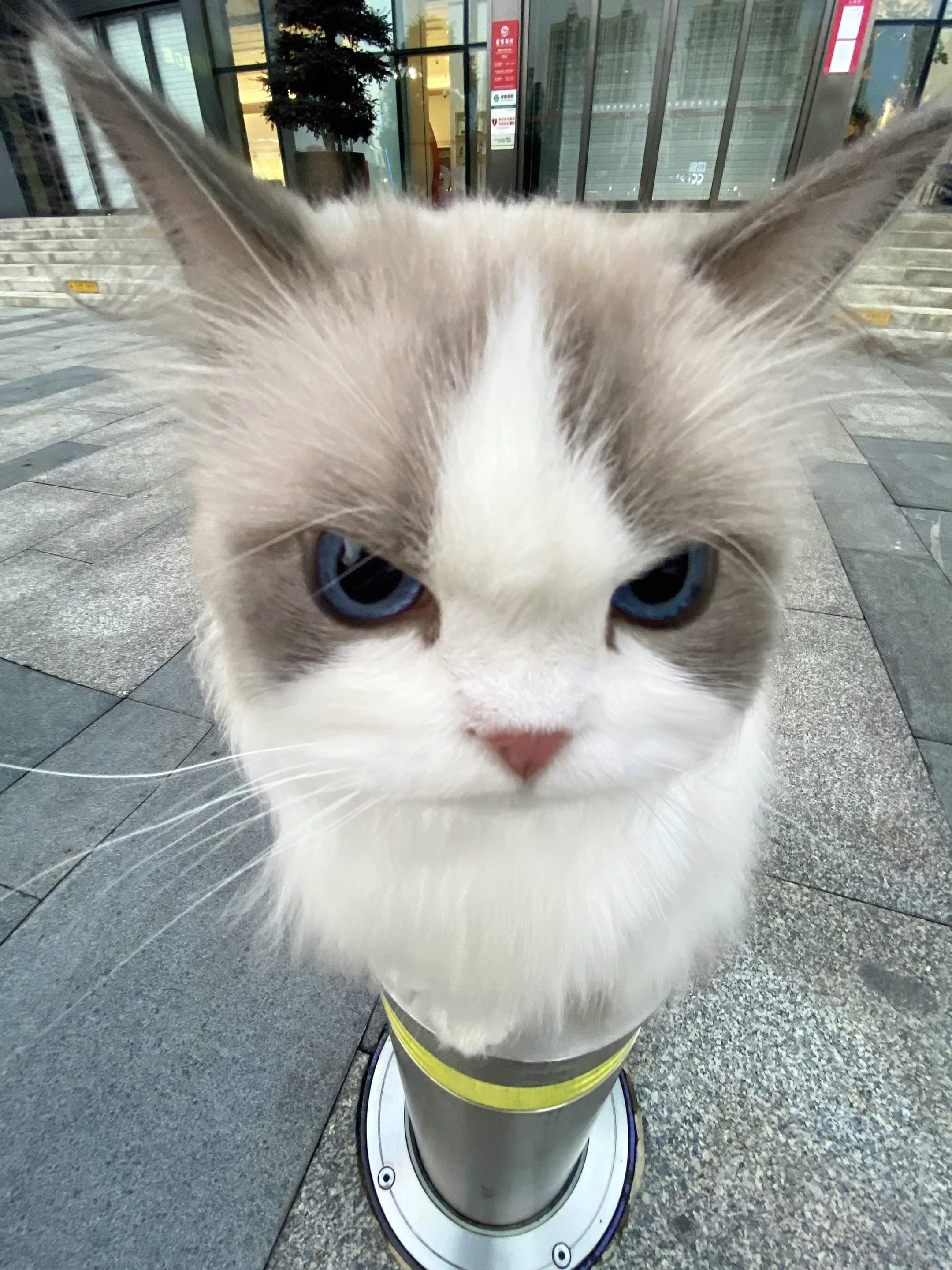 避雷这种犟种毛很长的小猫😡。偷吃冻干还不承认！ 多说几句就离家出走 ...