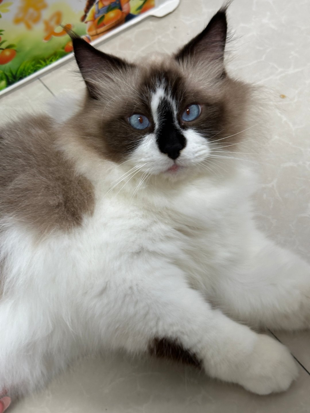 看看治愈小猫咪 ​​​