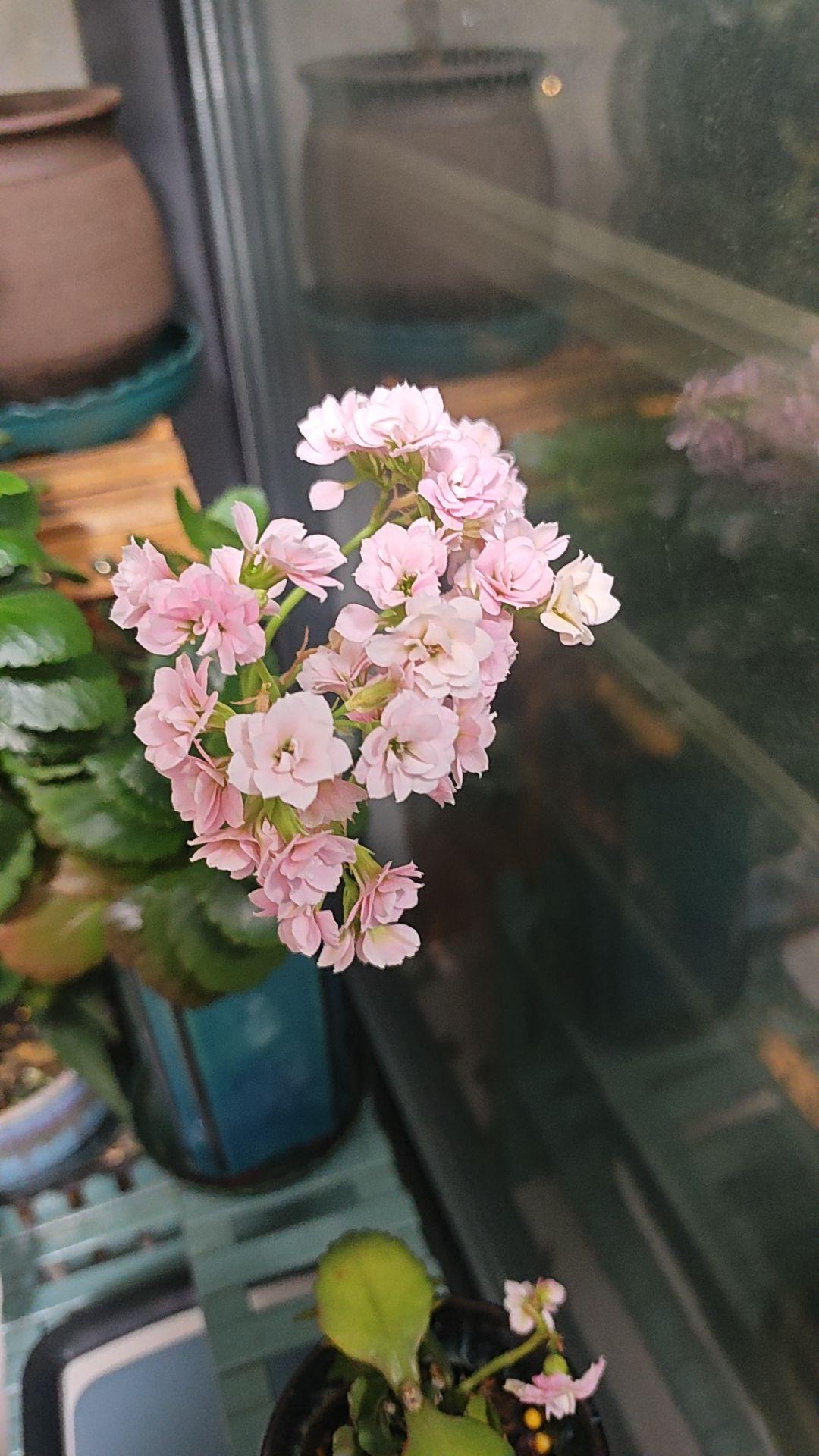 花凋谢的不知不觉 爱生活爱养花