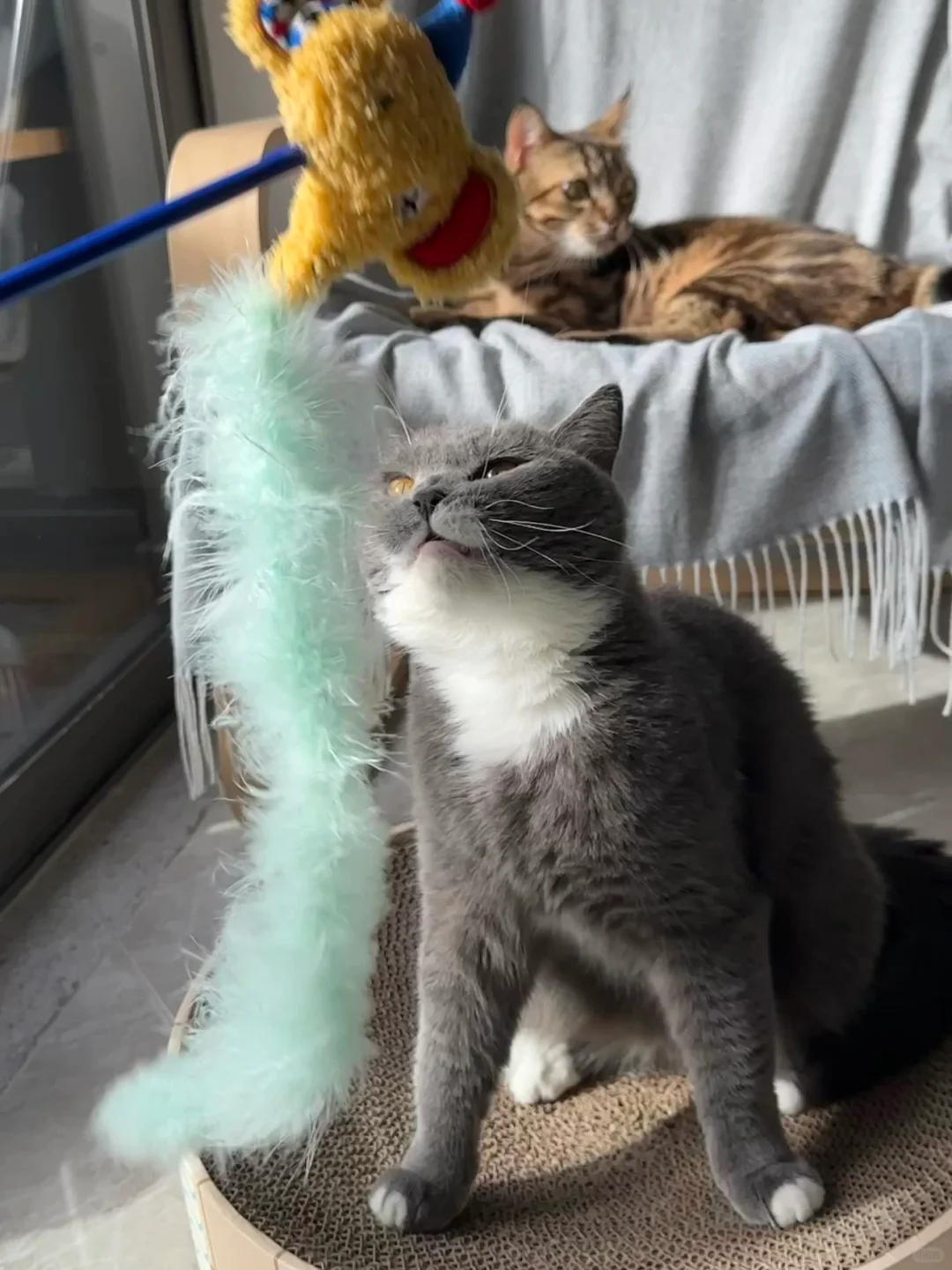 这么可爱的逗猫棒！到底是谁在玩！